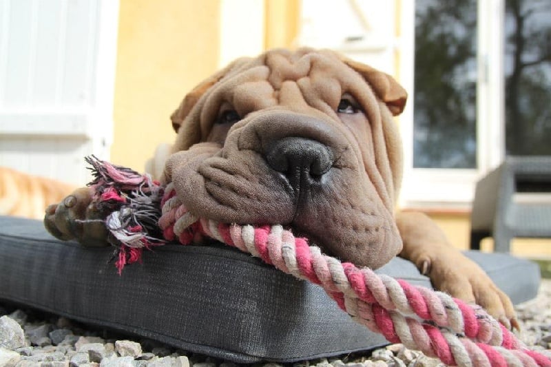 Publication : des Legendes Indiennes Auteur : e