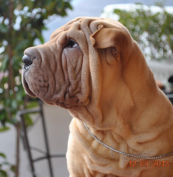 Publication : des Legendes Indiennes Auteur : e