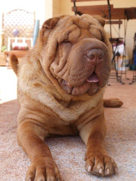 Publication : des Legendes Indiennes Auteur : Natxo Gomez