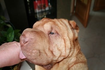 Publication : des Legendes Indiennes Auteur : Natxo Gomez