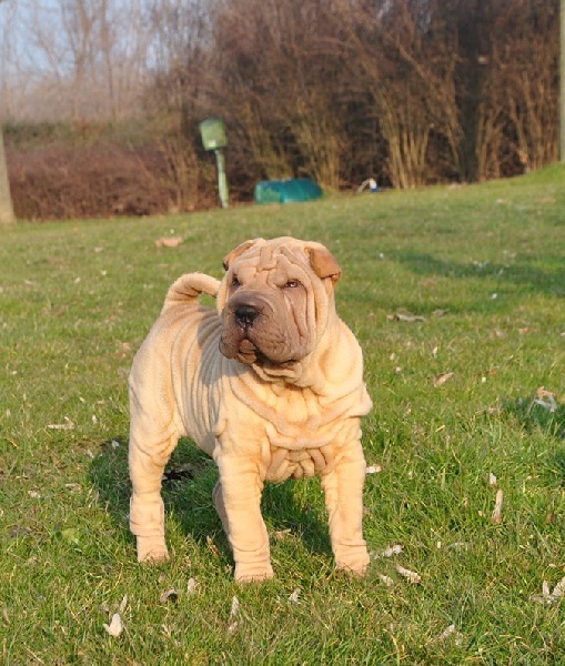 Publication : des Legendes Indiennes Auteur : e