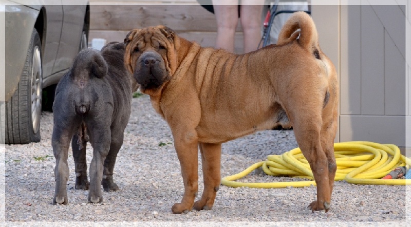 Publication : des Legendes Indiennes Auteur : es