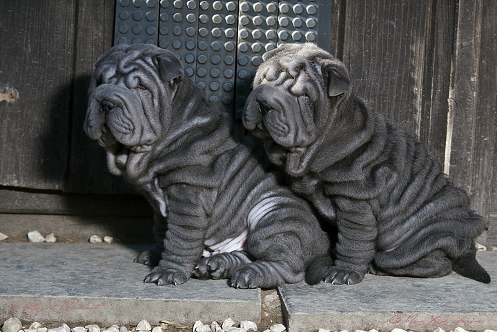 Publication : Qi Ming Xing