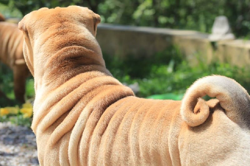 Publication : des Legendes Indiennes Auteur : e