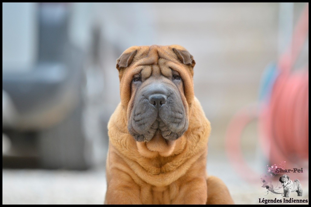 Publication : des Legendes Indiennes Auteur : esc