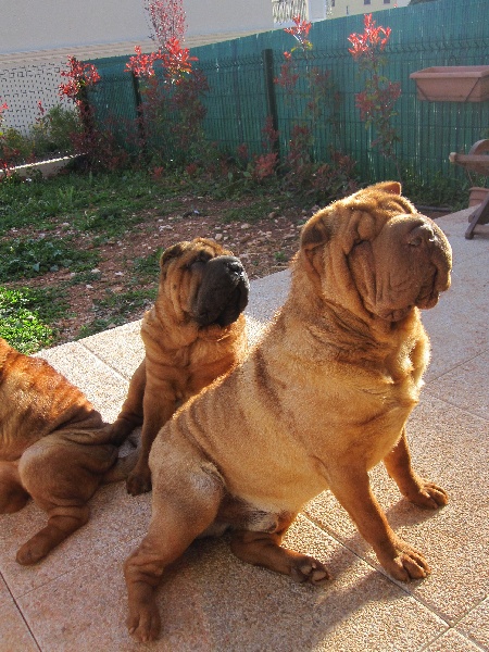 Publication : des Legendes Indiennes Auteur : Natxo Gomez