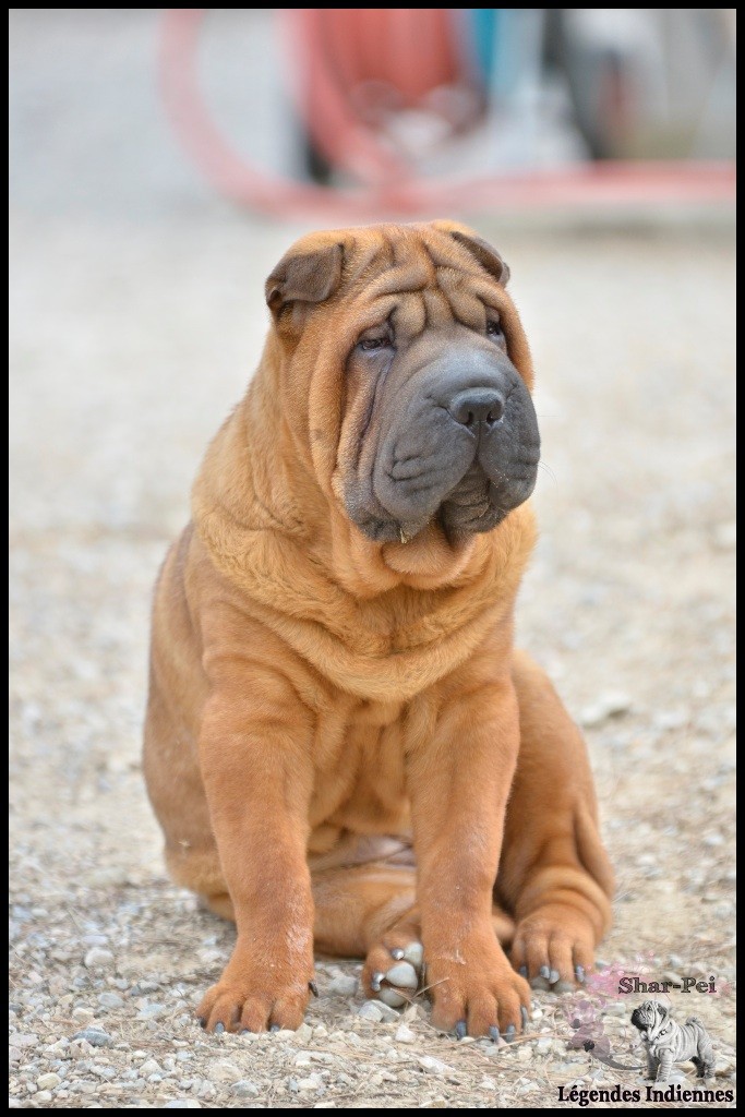 Publication : des Legendes Indiennes Auteur : esc