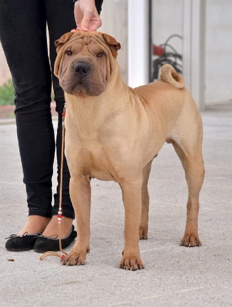 Publication : des Legendes Indiennes Auteur : e