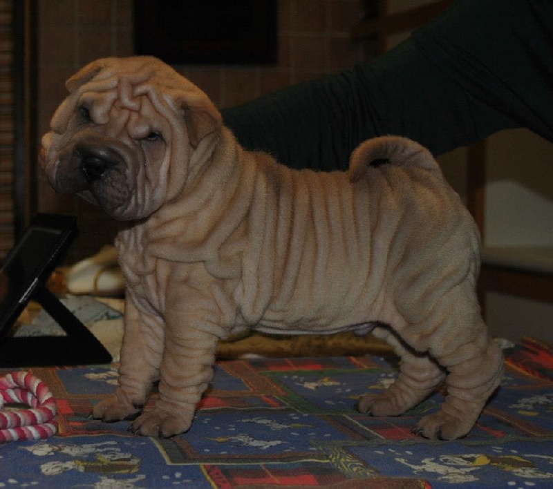 Publication : des Legendes Indiennes Auteur : e