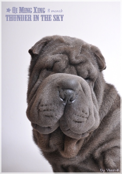 Publication : Qi Ming Xing