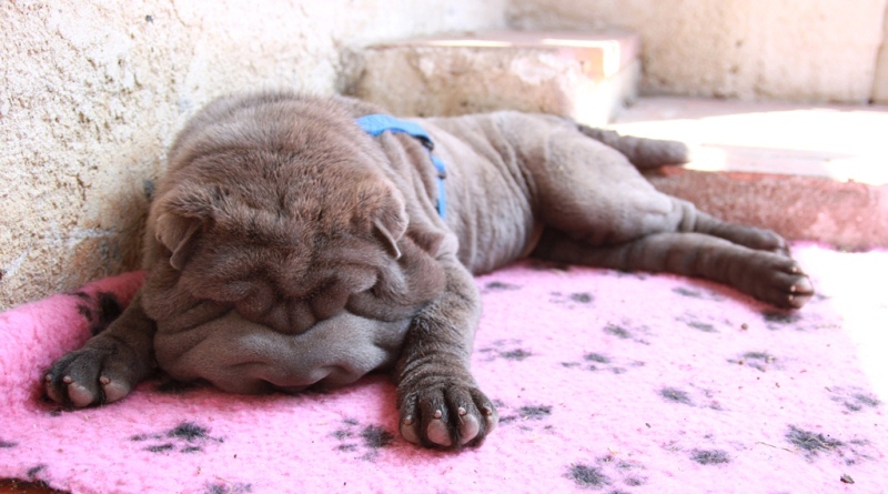 Publication : Qi Ming Xing