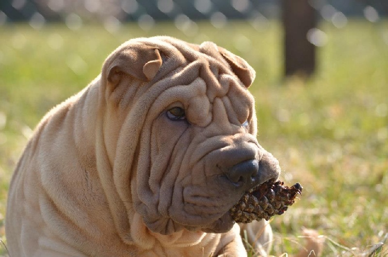 Publication : des Legendes Indiennes Auteur : e