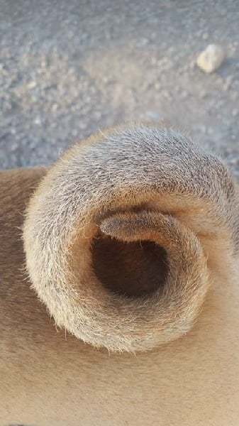 Publication : des Legendes Indiennes Auteur : e