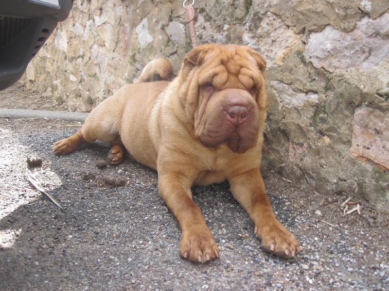 Publication : des Legendes Indiennes Auteur : Natxo Gomez