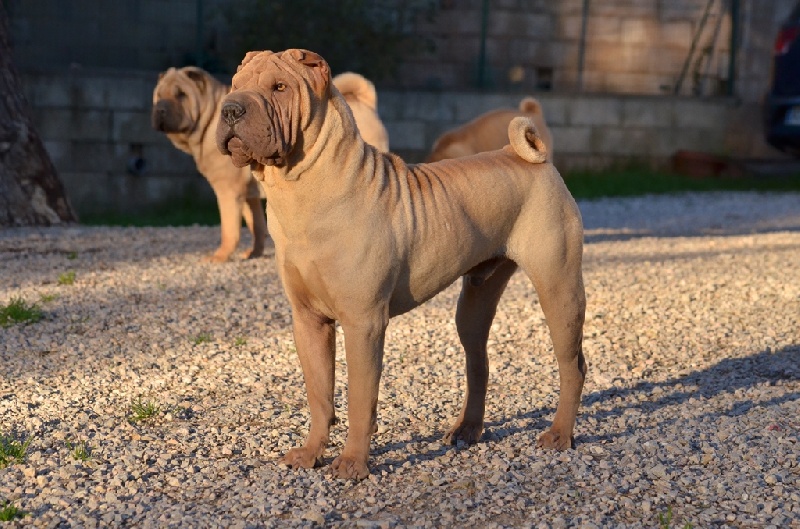 Publication : des Legendes Indiennes Auteur : e