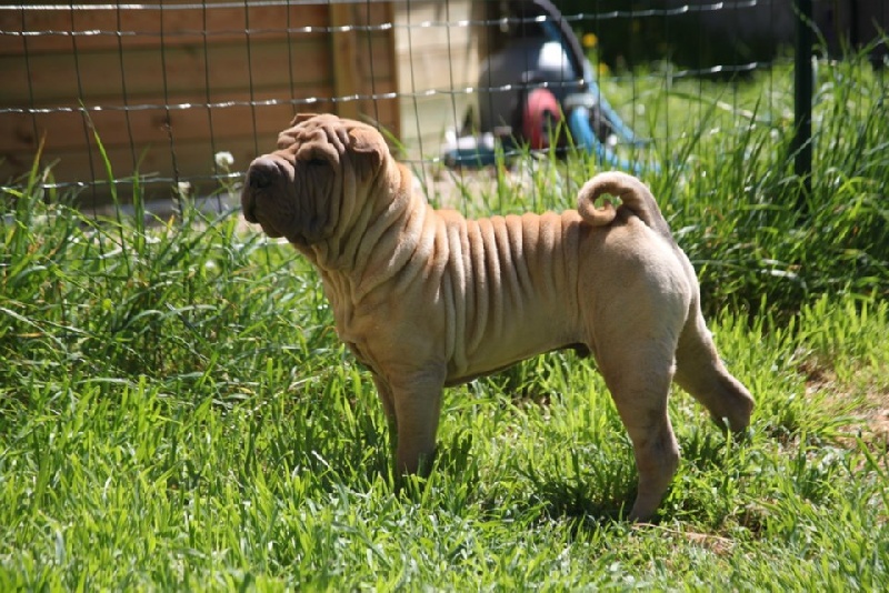 Publication : des Legendes Indiennes Auteur : e