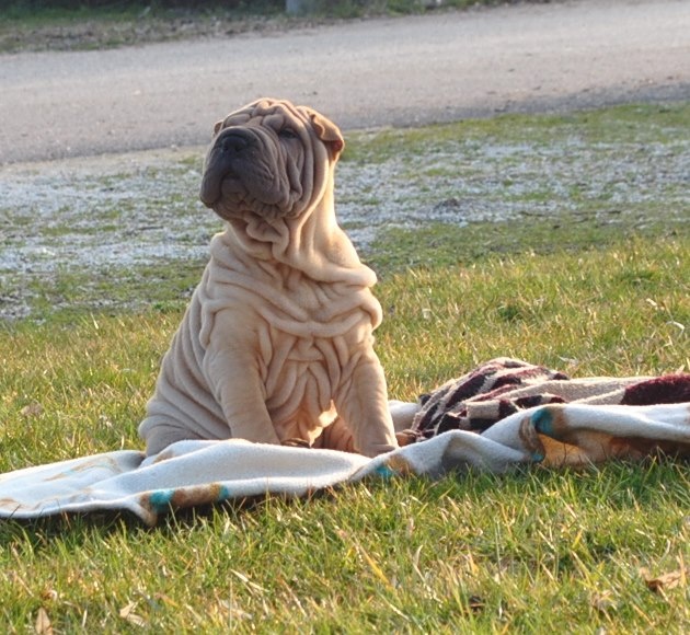 Publication : des Legendes Indiennes Auteur : e