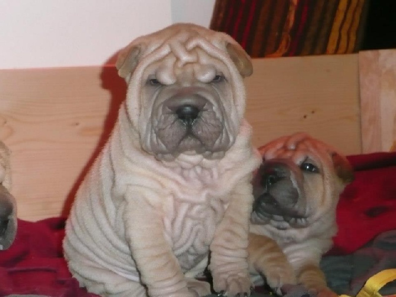 Publication : des Legendes Indiennes Auteur : e