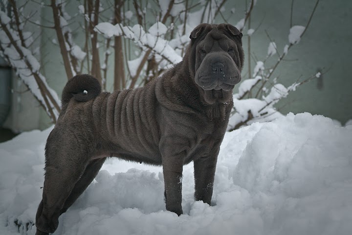 Publication : Qi Ming Xing