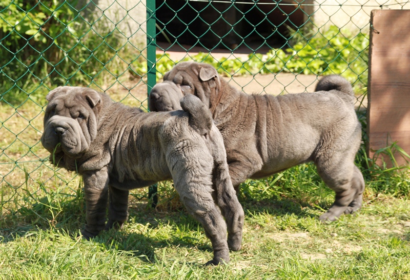 Publication : Qi Ming Xing