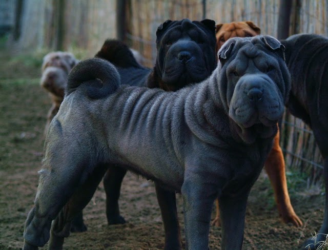 Publication : Qi Ming Xing