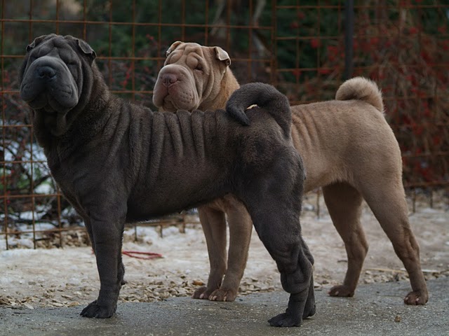 Publication : Qi Ming Xing