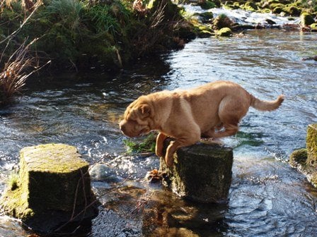 Publication : des Legendes Indiennes Auteur : Natxo Gomez