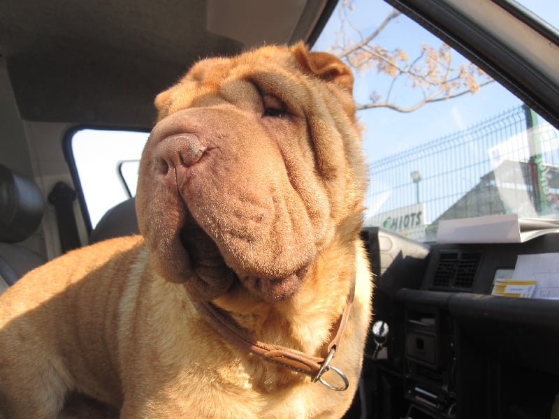 Publication : des Legendes Indiennes Auteur : Natxo Gomez