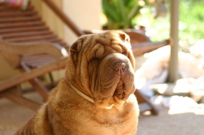 Publication : des Legendes Indiennes Auteur : Natxo Gomez