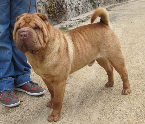 Publication : des Legendes Indiennes Auteur : Natxo Gomez