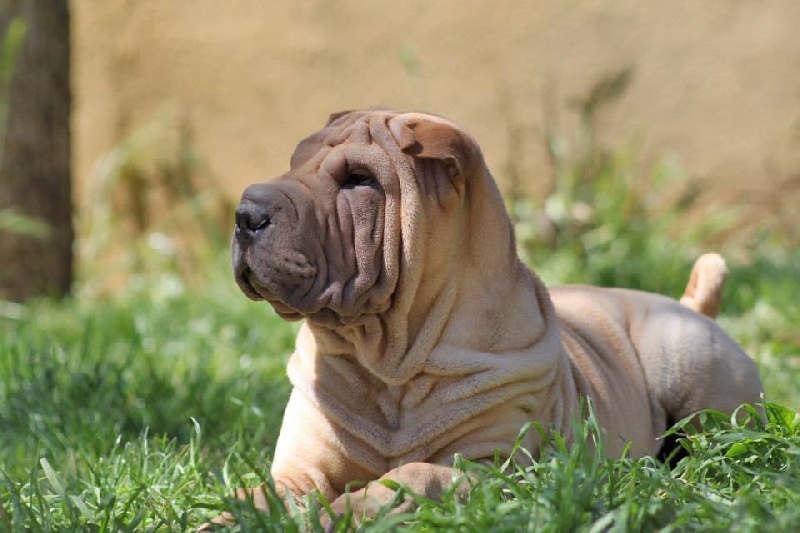 Publication : des Legendes Indiennes Auteur : e