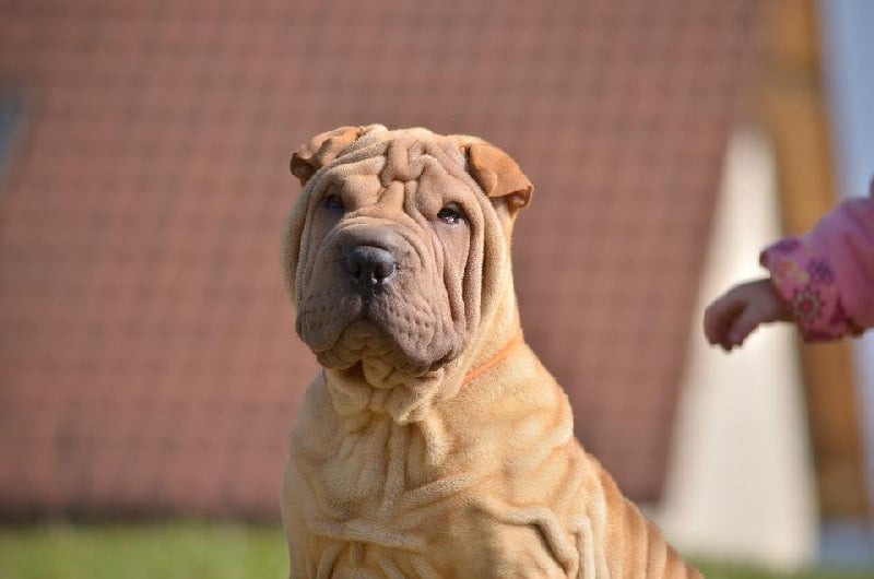 Publication : des Legendes Indiennes Auteur : e