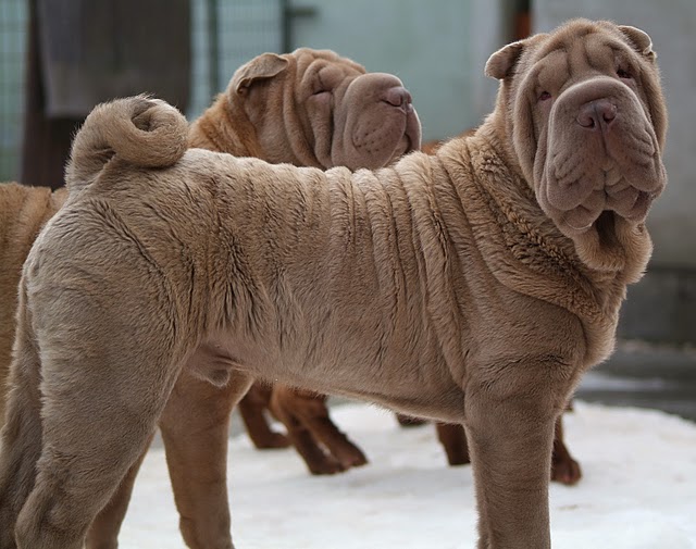 Publication : Qi Ming Xing