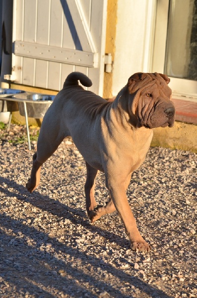 Publication : des Legendes Indiennes Auteur : e