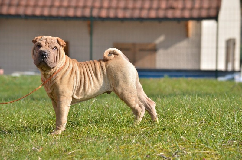 Publication : des Legendes Indiennes Auteur : e