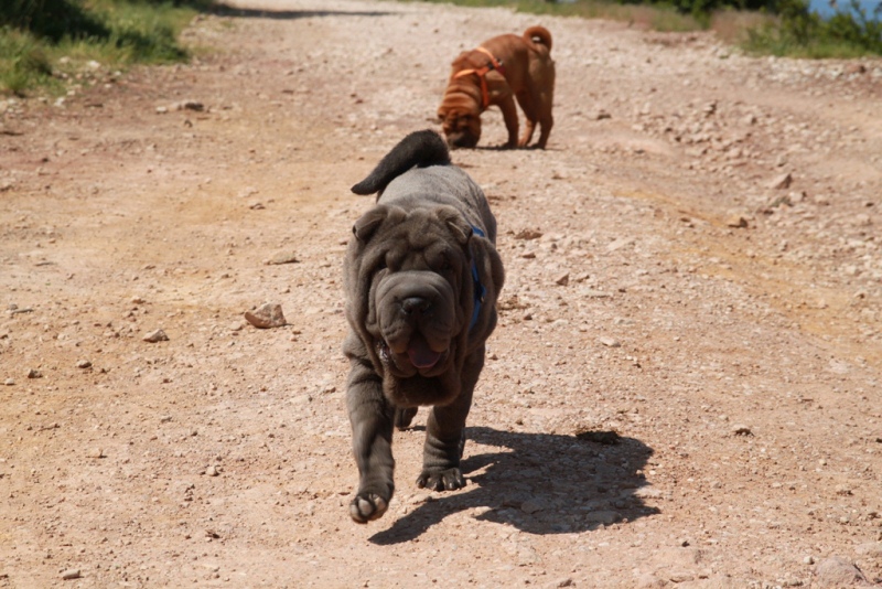 Publication : Qi Ming Xing