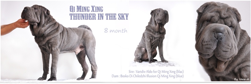 Publication : Qi Ming Xing