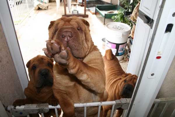 Publication : des Legendes Indiennes Auteur : Natxo Gomez