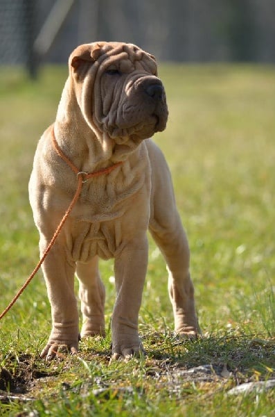 Publication : des Legendes Indiennes Auteur : e