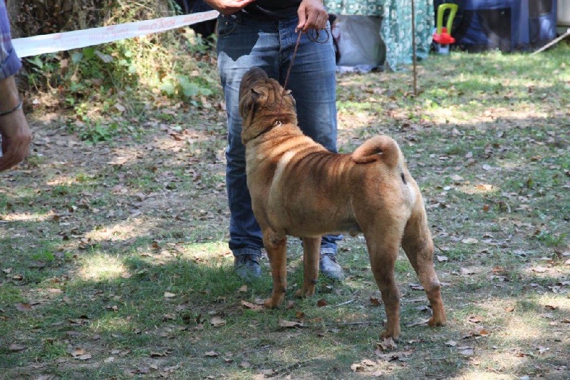 CH. mi-kumar's Beamin with delight - 1er excellent classe CHAMPION