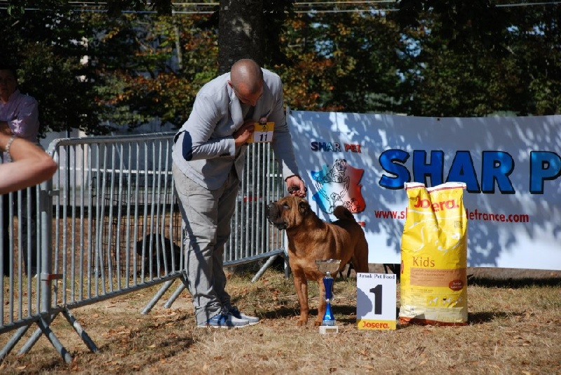 CH. mi-kumar's Beamin with delight - 1er CACS, MEILLEUR MALE de la Nationale