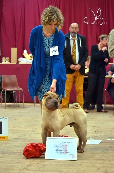 CH. hanyang Apollo for légendes indiennes - MEILLEUR ESPOIR de la Nationale d'elevage