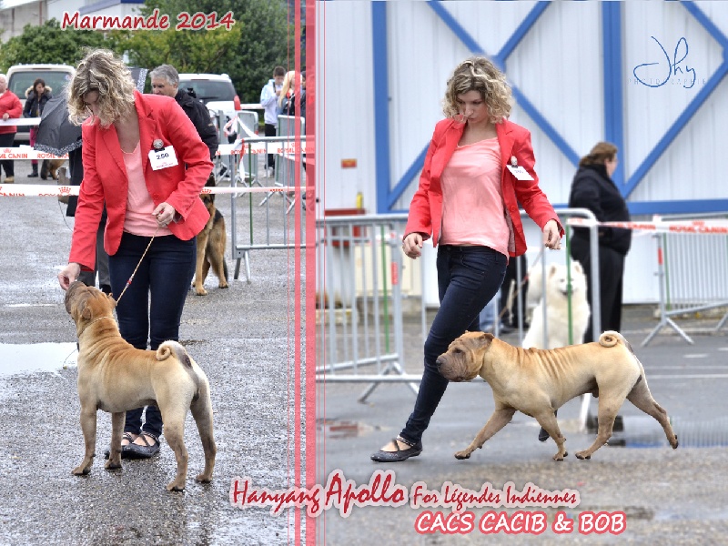 CH. hanyang Apollo for légendes indiennes - CACS CACIB & MEILLEUR DE RACE