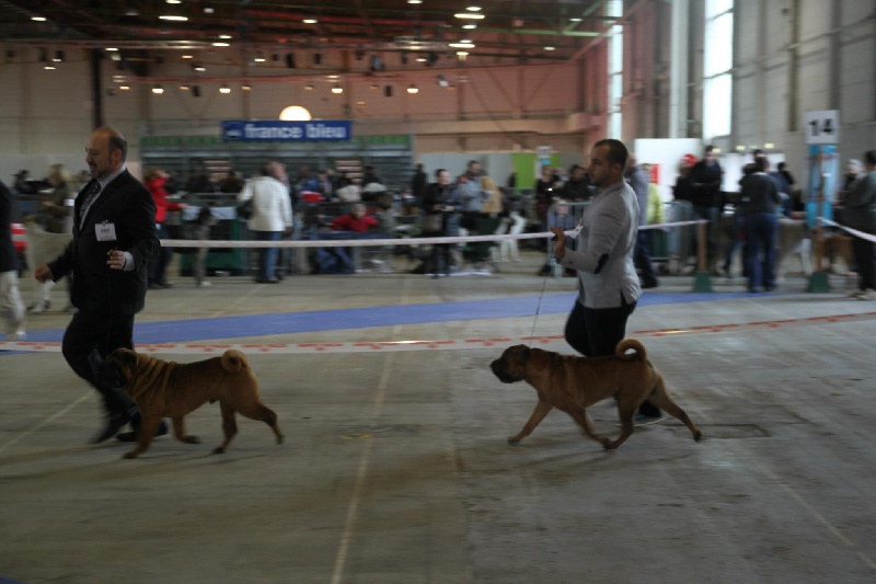 CH. mi-kumar's Beamin with delight - Excellent 1