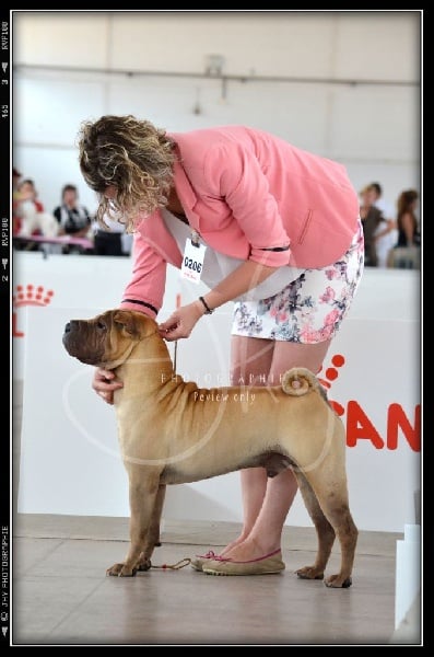 CH. hanyang Apollo for légendes indiennes - 1er excellent RCACS