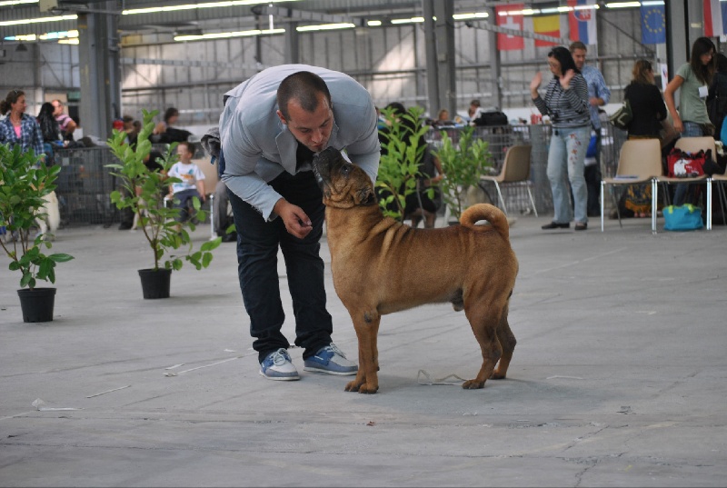 CH. mi-kumar's Beamin with delight - 1er CACs, MEILLEUR DE RACE et 2eme Groupe