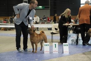 CH. mi-kumar's Beamin with delight - Excellent 1 CACs CACIB BOS