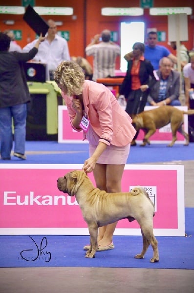 CH. hanyang Apollo for légendes indiennes - BEST PUPPY de l'Européènne !