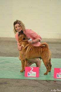 CH. mi-kumar's Beamin with delight - 2e exc Classe Champion à 7 ans !