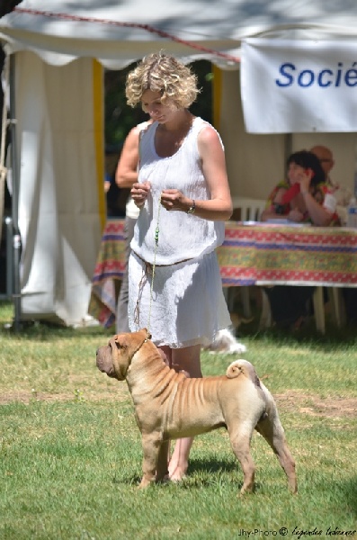 CH. hanyang Apollo for légendes indiennes - Best Puppy of Breed / BEST PUPPY OF SHOW !!!!